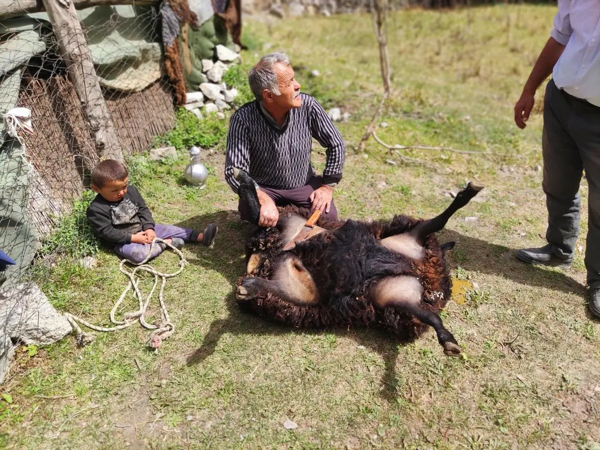 ​ Oddělování kůže od svalů pomocí nafouknutí barana. ​